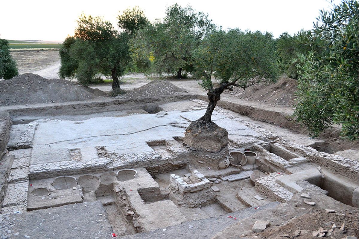 La Almazara romana de Las Delicias
Anejo al conjunto de hornos para las &aacute;nforas que habr&iacute;an de llenarse de aceite, se ha excavado entre 2013 y 2015 una almazara o molino de aceite (torcularium). &Eacute;sta constaba de dos espacios rectangulares paralelos. El primero conten&iacute;a la nave en la que se prensaban las aceitunas (al fondo). De ellas queda s&oacute;lo el pavimento, los encastres de los troncos verticales (arbores) de los contrapesos de dos prensas de viga y las canalizaciones que conduc&iacute;an el aceite reci&eacute;n exprimido. &Eacute;stas desembocaban en la segunda nave, donde se encontraban las piletas (lacus) y tinajas (dolia) que serv&iacute;an para separar del aceite el agua y el alpech&iacute;n producidos junto a &eacute;ste en las operaciones de prensado.